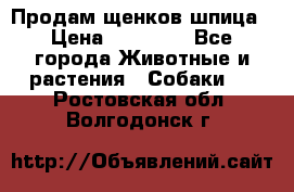 Продам щенков шпица › Цена ­ 25 000 - Все города Животные и растения » Собаки   . Ростовская обл.,Волгодонск г.